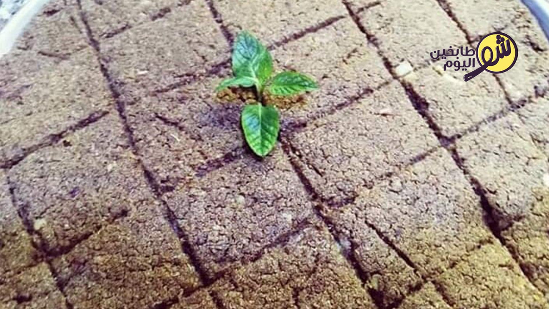 كبة بطاطا باللحمة المفرومة بالصينية